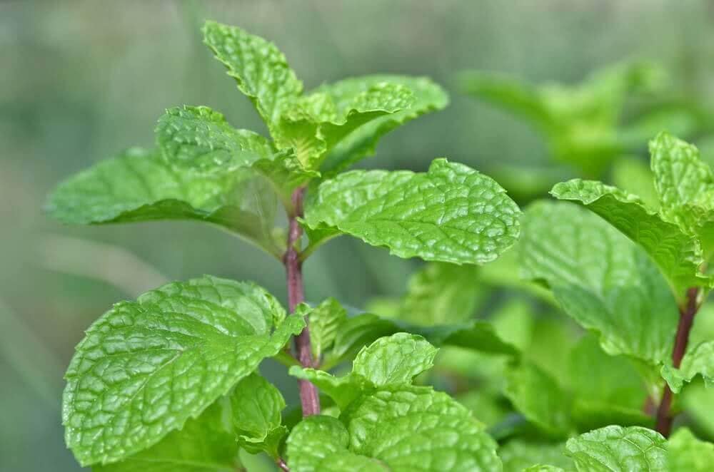 Benefits of Mint | पुदीने के लाजवाब, बेहतरीन गुण