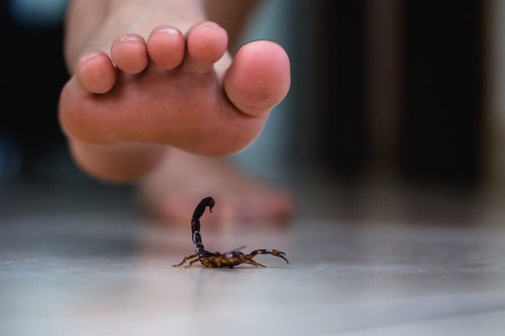 Scorpion | Scorpion Bite | बिच्छू का जहर उतारे सिर्फ दो मिनट में