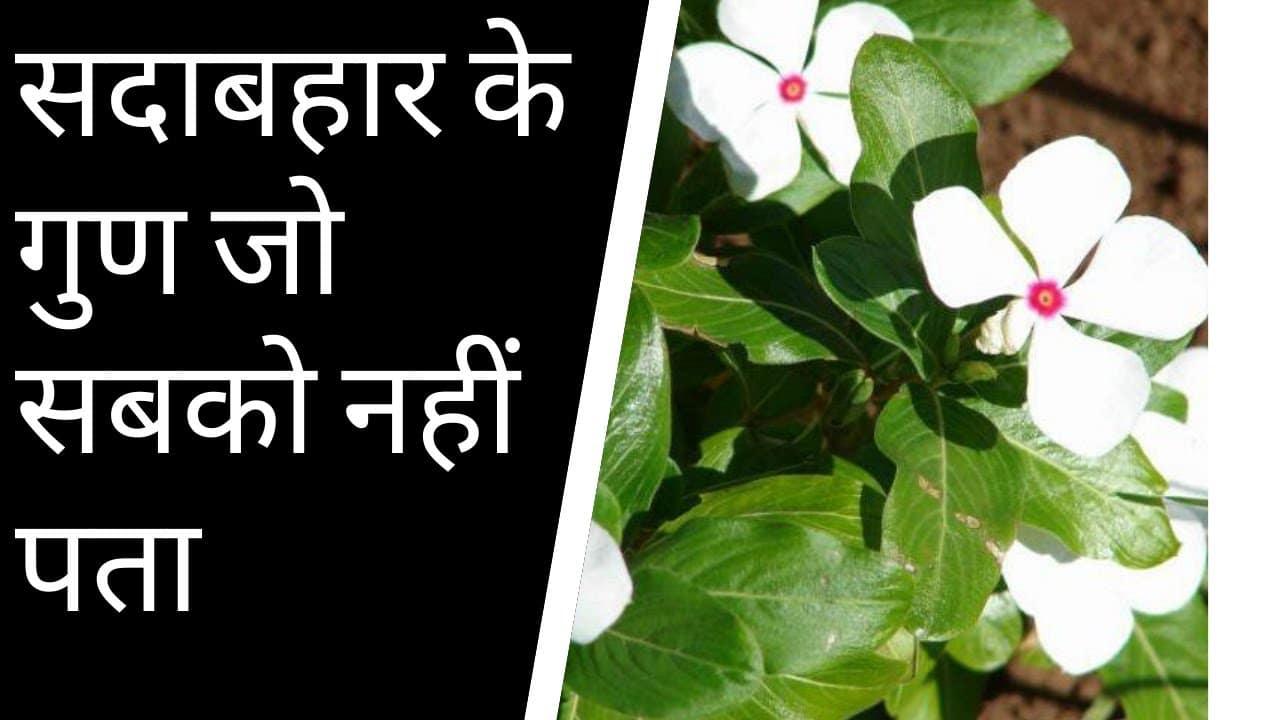Sadabahar Plant
