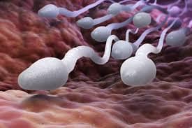 How to increase sperm count, Best medicines to increase sperm count in Hindi