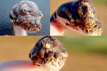 Three eye snake found in Australia