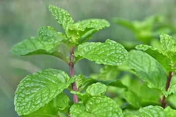 Benefits of Mint | पुदीने के लाजवाब, बेहतरीन गुण