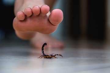 Scorpion | Scorpion Bite | बिच्छू का जहर उतारे सिर्फ दो मिनट में
