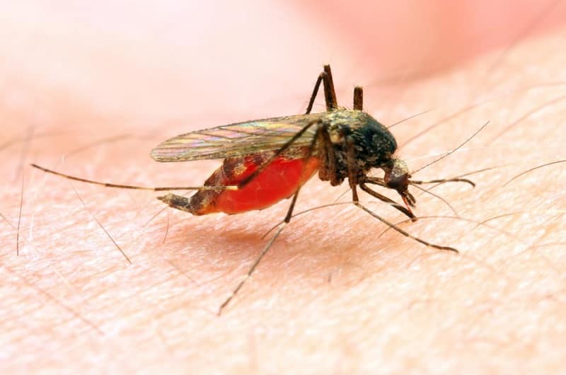 Decrease In Malaria Incidences Study